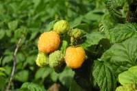 Gul Risarp Dessert (mutation av Risarp Dessert)