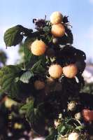 Allgold