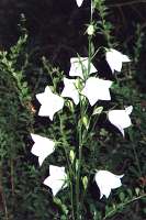 Vit Bl&aring;klocka - En variant p&aring; den v&auml;stsvenska bl&aring;klockan som &auml;r himmelsbl&aring;. Den har upp till 5 cm. vida blommor i toppen och vill man ha fr&ouml; m&aring;ste man h&aring;lla den avskild fr&aring;n den bl&aring;.