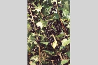 Risarp - svart vinbär